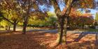 Finch Street - Beechworth - VIC SQ (PBH4 00 13927)